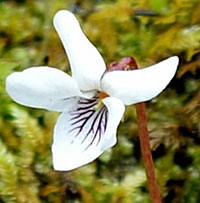 Sweet white Violet