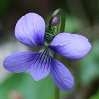 Marsh Violet