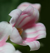 Spreading dogbane flowers