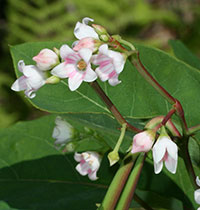 Spreading Dogbane plant