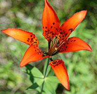 Wood Lily