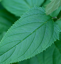 Close up of leaf