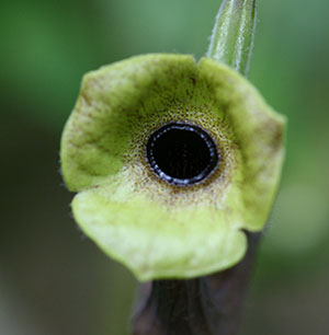 Dutchman's Pipe flower close up