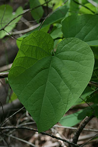 Dutchman's Pipe leaf