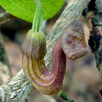Dutchman's Pipe plant