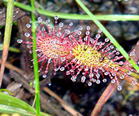 Spatulate-leaved Sundew