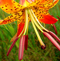 Turk's Cap Lily