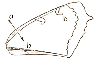 Diagram of Forewing