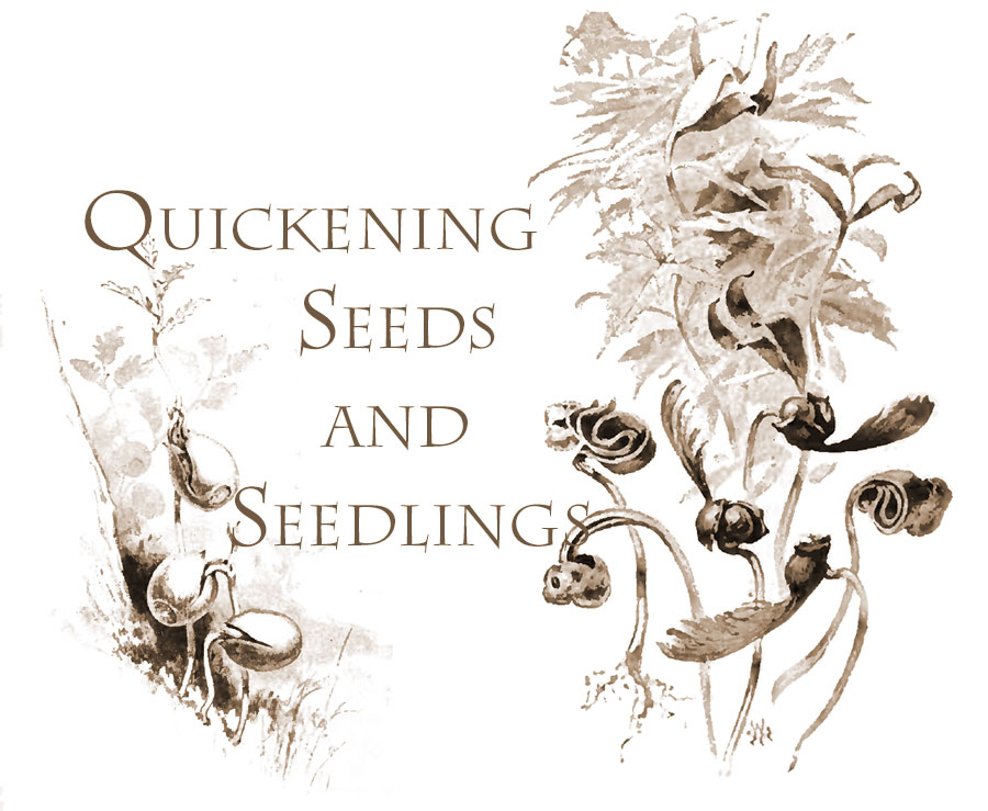 Quickening Seeds and seedlings
