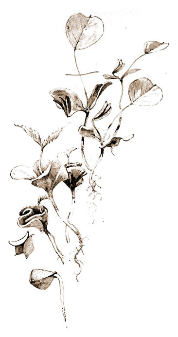 Clover family seedling