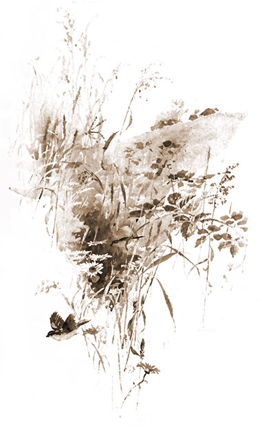 Yellow-winged Sparrow