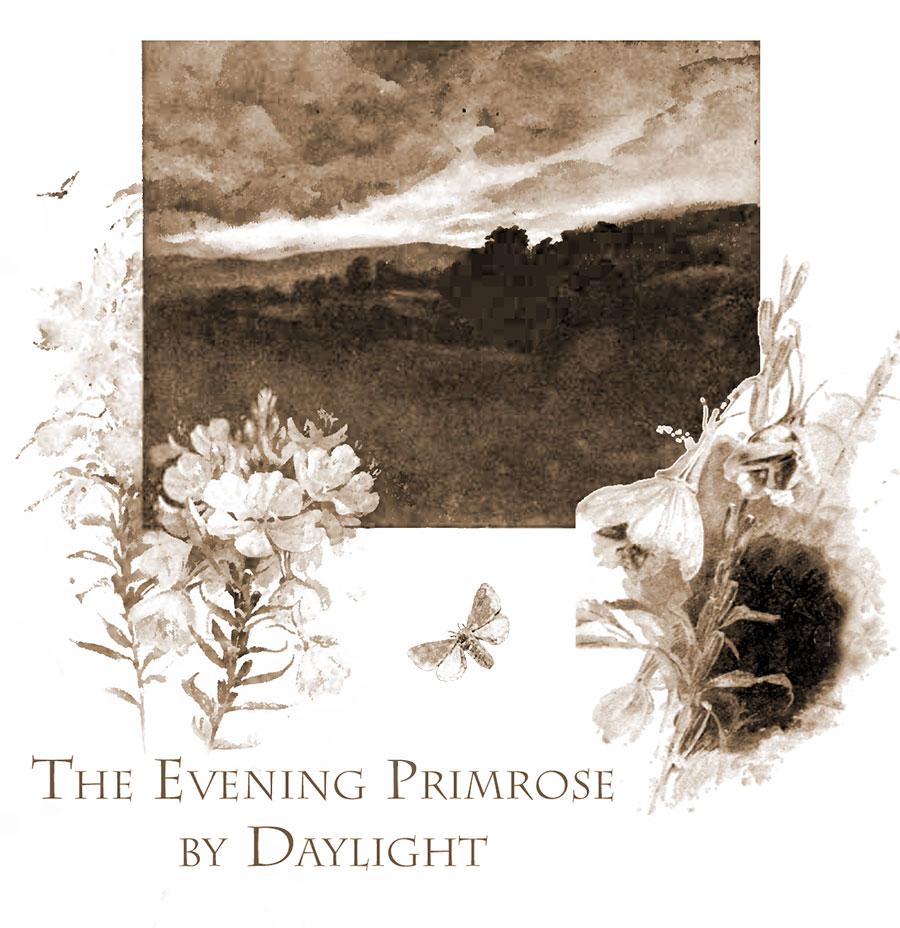 Evening Primrose by Daylight