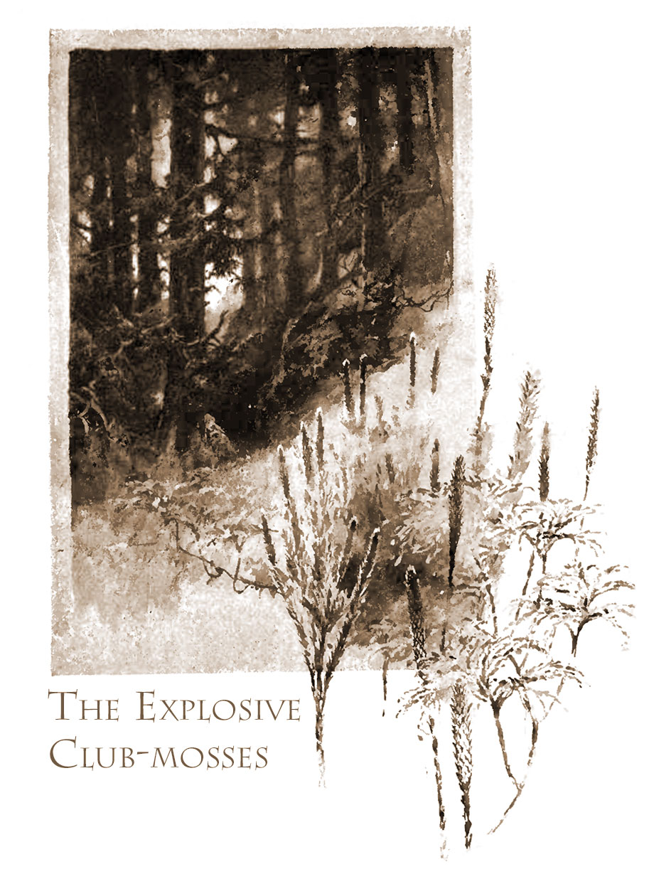 Explosive Club-mosses