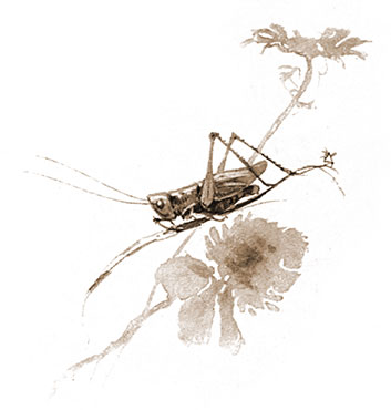 Grasshopper