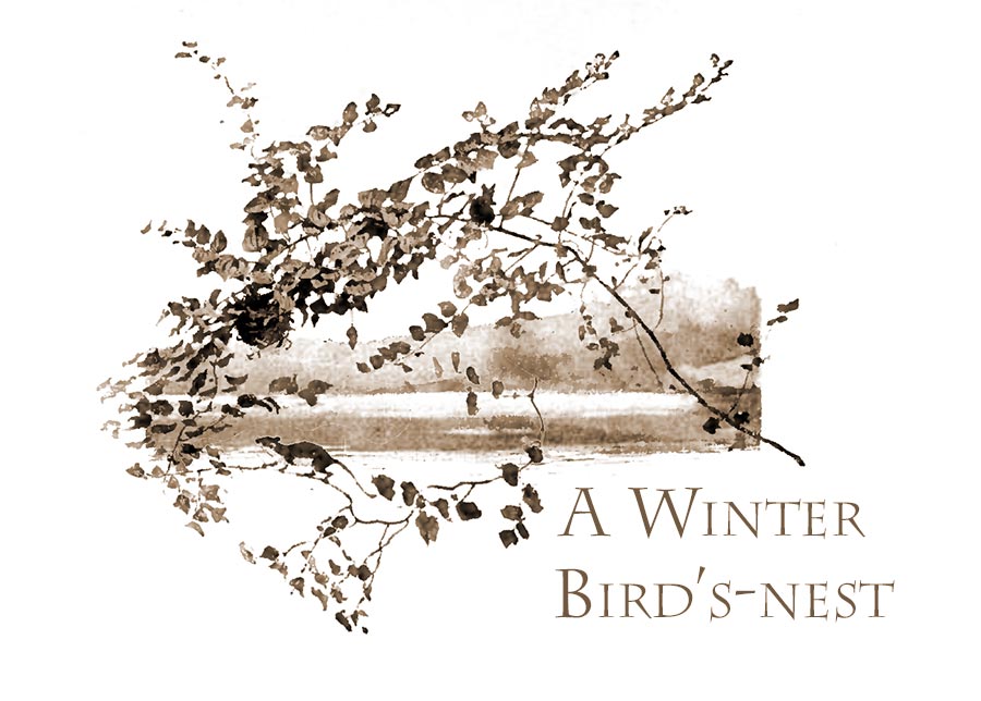 A Winter Bird's nest