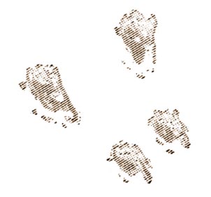 bunny foot prints