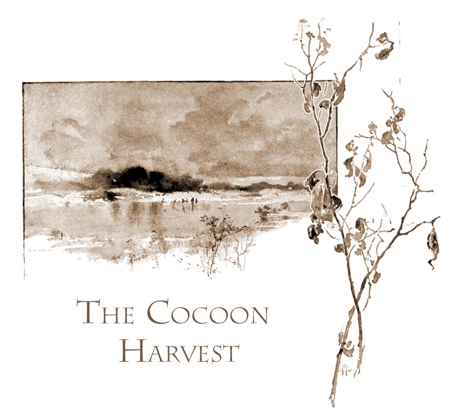 Cocoon Harvest