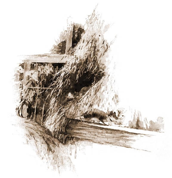 abandoned nest of the chipping-sparrow