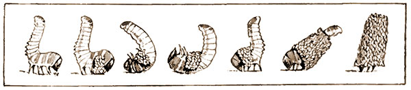 Bag worm baby building its home