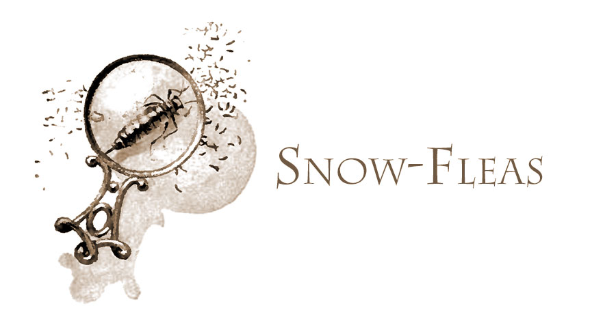 Snow fleas