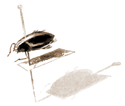 Whiirligig Beettle specimen