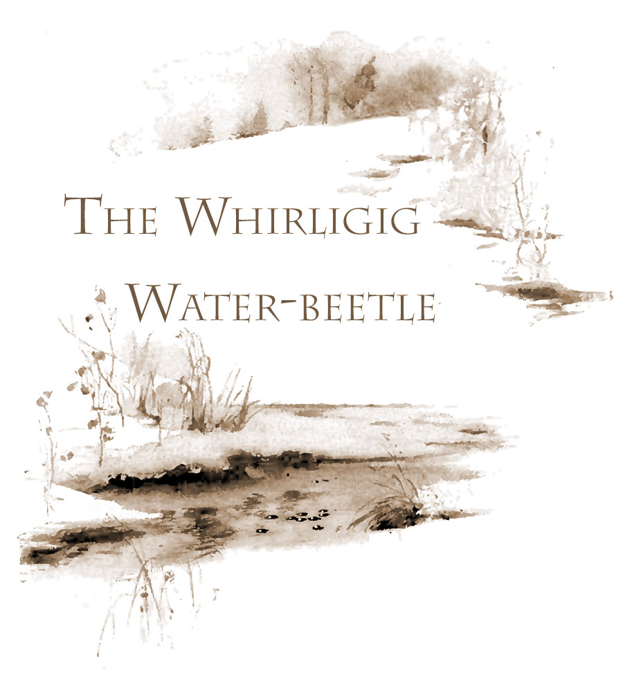 The Whirligig Water-beetle