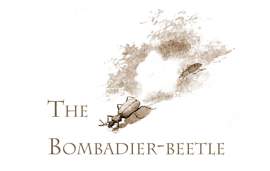 Bombadier Beetle
