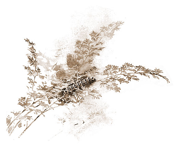 Caterpillar on wild-carrot