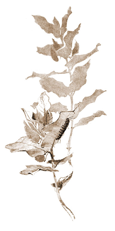 Caterpilar on milkweed