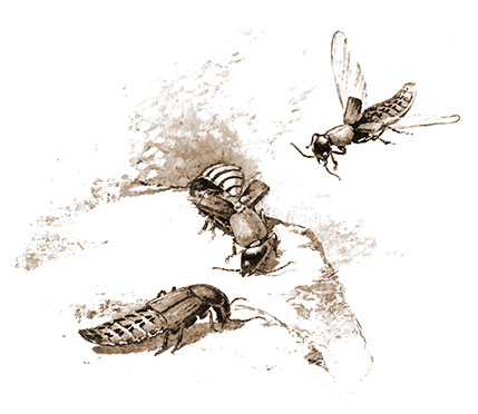 A group of Rove Beetles