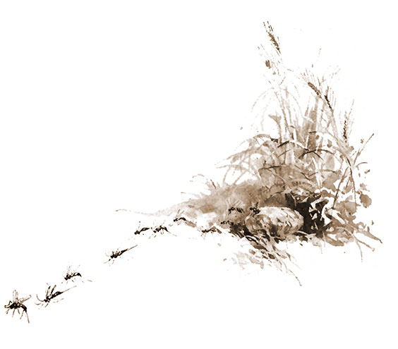 ichneumon flies leaving cocoon