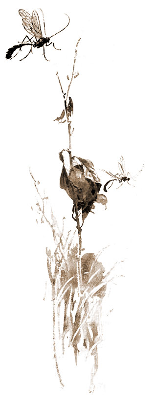 large ichneumon flies