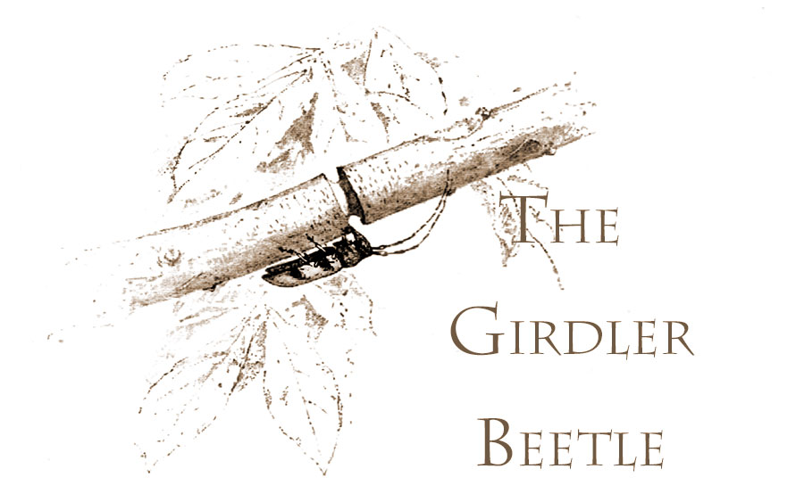 The Girdler Beetle