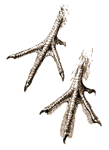 Grouse feet