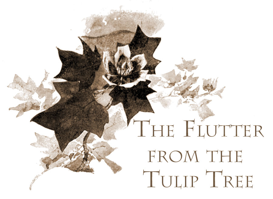 The Flutter from the Tulip-tree