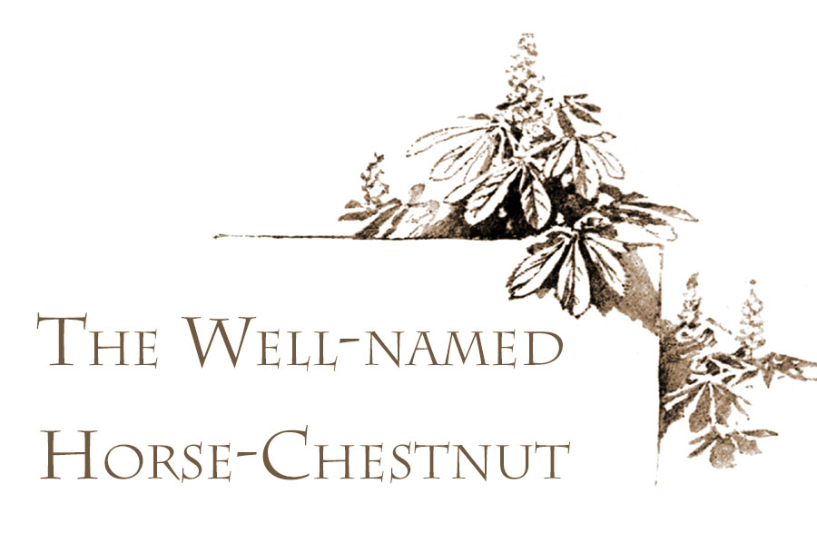 The well-named Horse-chestnut