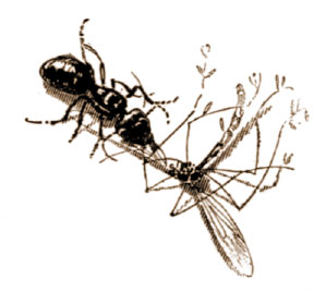 prowling ant with insect