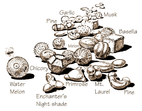 Fruits of the bee's basket