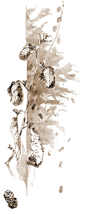 A Hazel bush fullof little packets