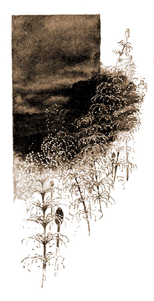 Horsetails at Midnight