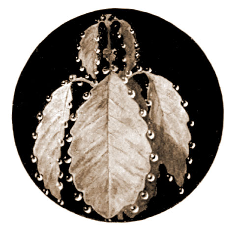 Jewelweed at midnight