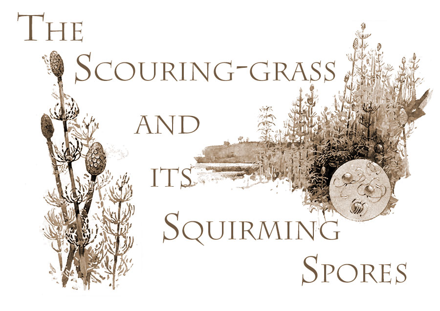 Scouring Grass and its squirming spores