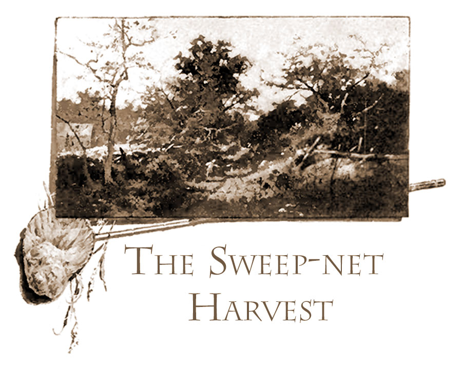 The Sweep Net Harvest