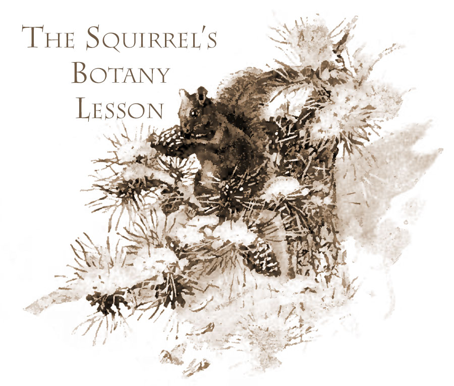 The Squirrel's Botany Lesson