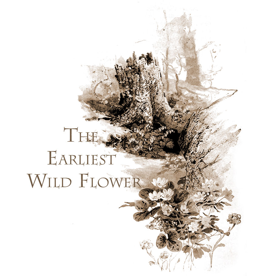The Earliest Wild Flower