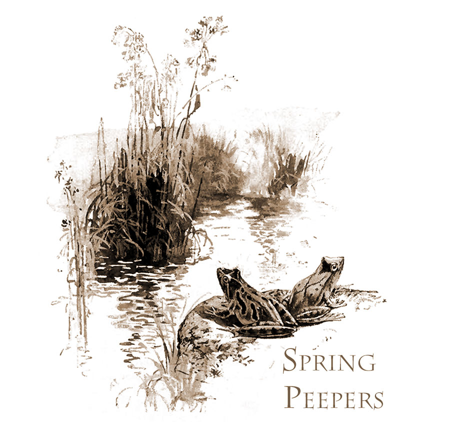 Spring Peepers