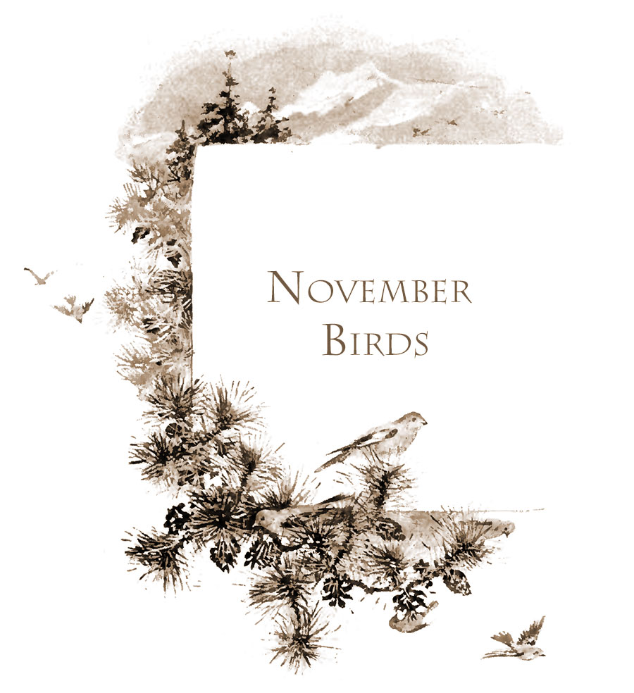 November Birds