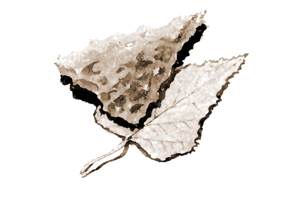 arrow head and ash leaf