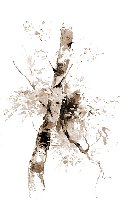birch tree
