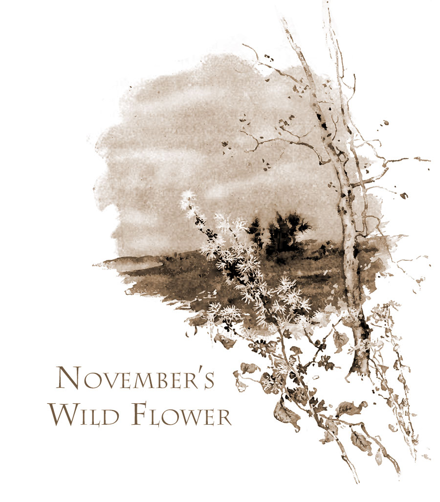 November's Wild Flower